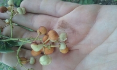 Arctostaphylos viscida mariposa