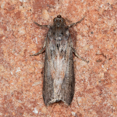 Sciota virgatella