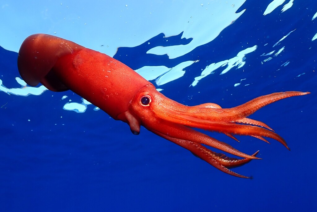 Walvis Ridge Squid