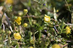 Potentilla verna