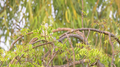 Bruce's Green-Pigeon