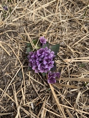 Physochlaina physaloides