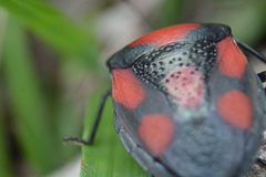 Brachystethus rubromaculatus