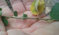 Ceanothus integerrimus macrothyrsus