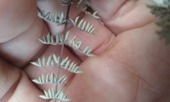 Pellaea mucronata mucronata