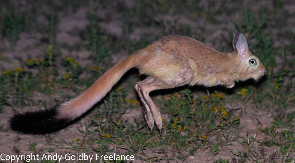 Southern Springhare from Karas Region, Namibia on April 21, 2014 at 07: ...