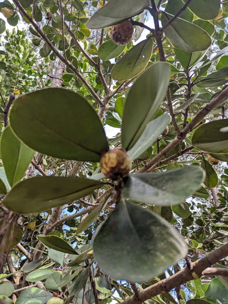 Clusia rosea, 7P9W+VFV, Los Ramones 51000, República Dominicana