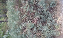 Hosackia crassifolia crassifolia