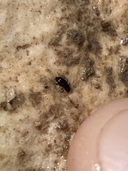 Microcylloepus