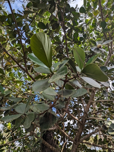 Clusia rosea