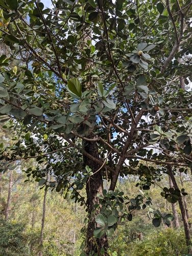 Clusia rosea
