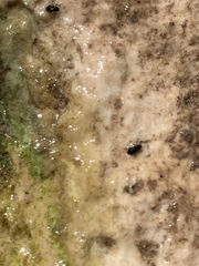 Microcylloepus