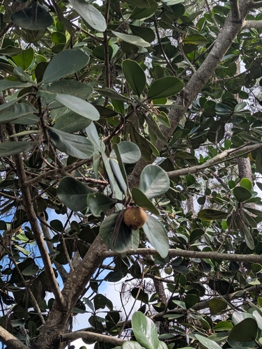 Clusia rosea