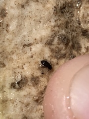 Microcylloepus