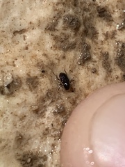 Microcylloepus