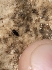 Microcylloepus