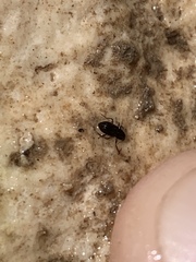 Microcylloepus