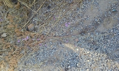 Lessingia leptoclada