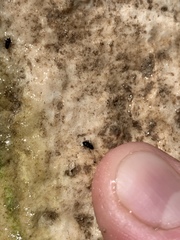 Microcylloepus