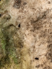 Microcylloepus