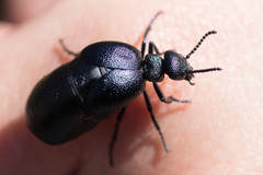 Meloe brevicollis