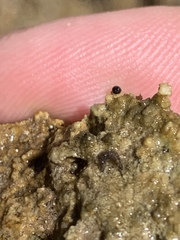 Pyrgulopsis deserta
