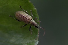 Phyllobius argentatus