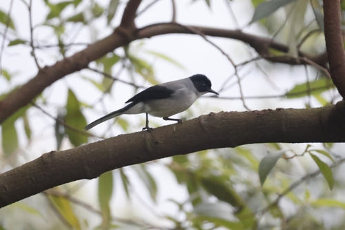 Black-headed Sibia (Heterophasia desgodinsi)