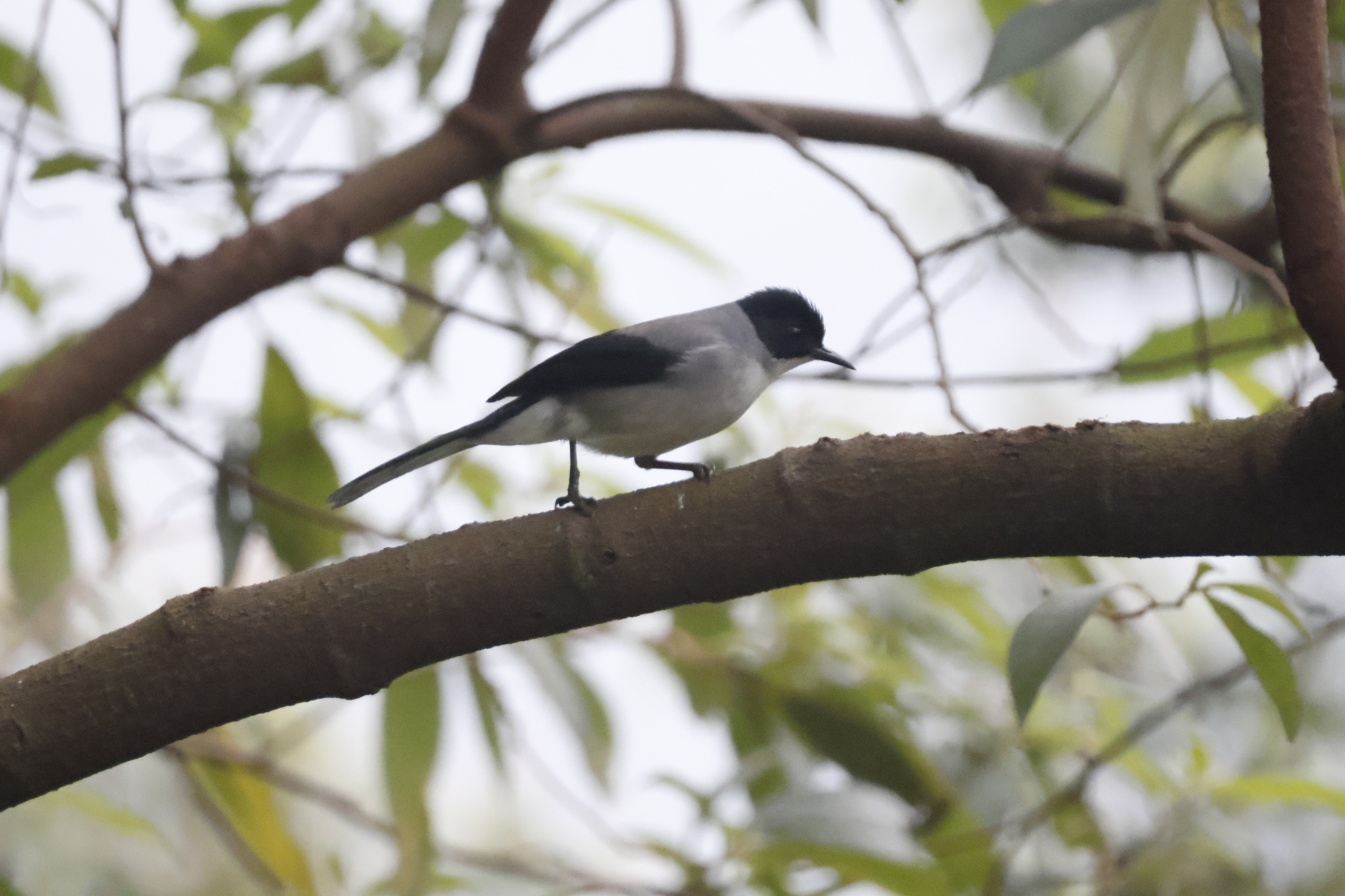 Black-headed Sibia