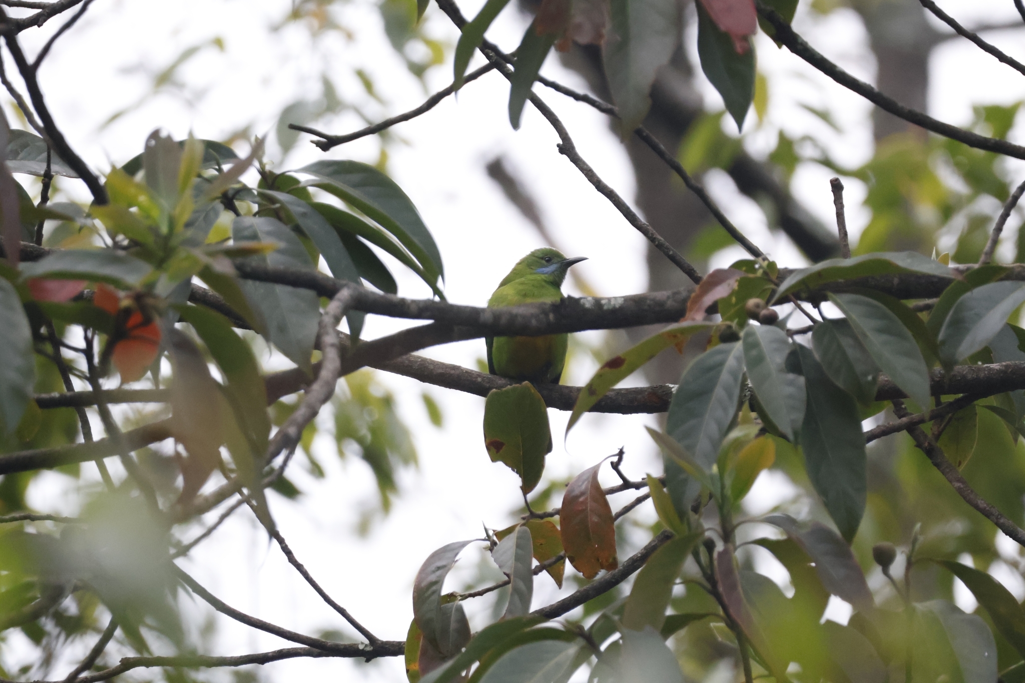 Orange-bellied Leafbird