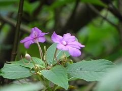 Impatiens pulcherrima
