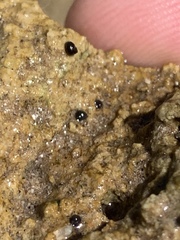 Pyrgulopsis deserta