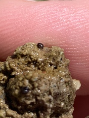 Pyrgulopsis deserta