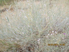 Astragalus karakugensis
