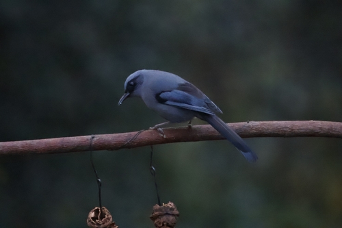 Beautiful Sibia (Heterophasia pulchella), photo 8