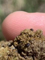 Pyrgulopsis deserta