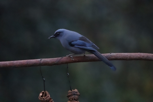 Beautiful Sibia (Heterophasia pulchella), photo 2