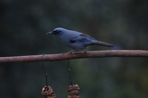 Beautiful Sibia (Heterophasia pulchella), photo 6