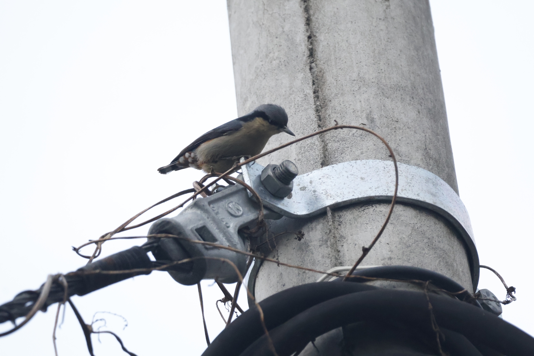 Chestnut-vented Nuthatch