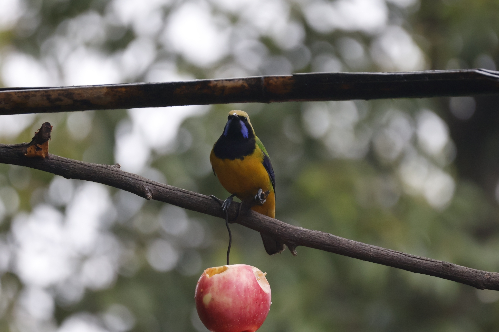 Orange-bellied Leafbird