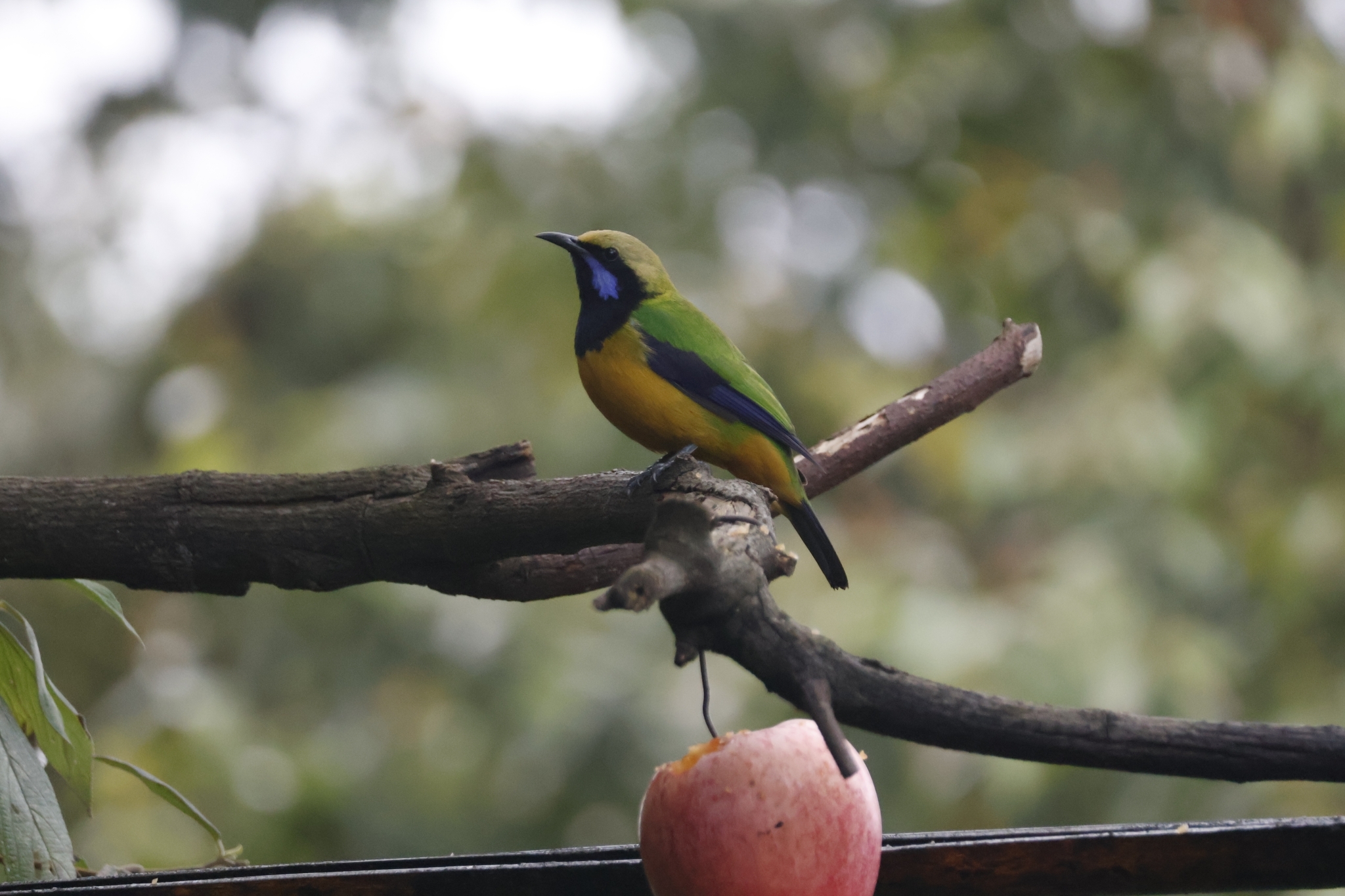 Orange-bellied Leafbird