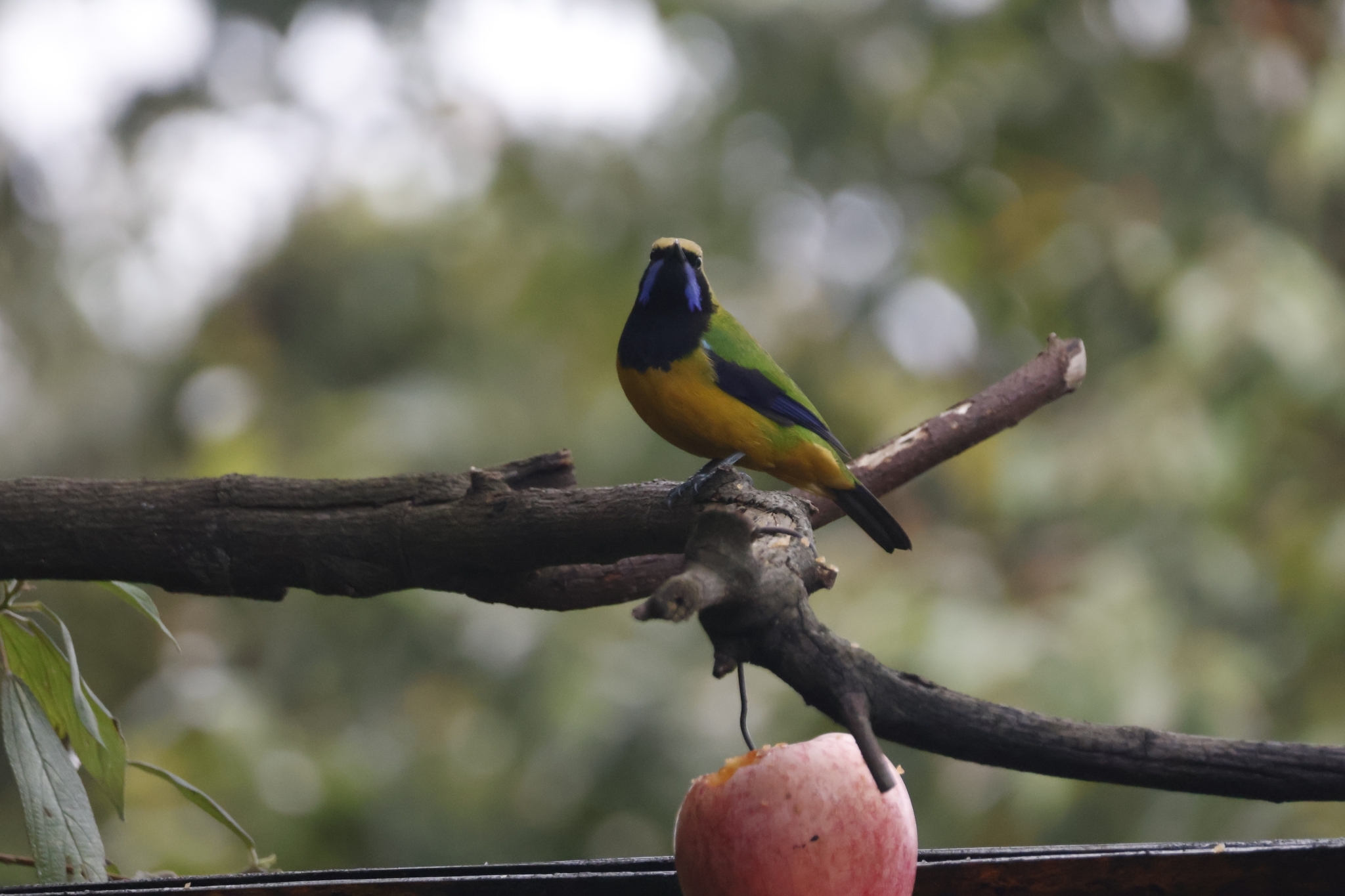 Orange-bellied Leafbird