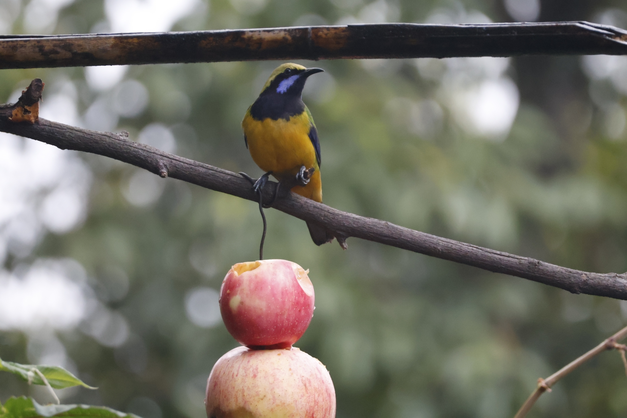 Orange-bellied Leafbird