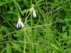 Habenaria longicorniculata