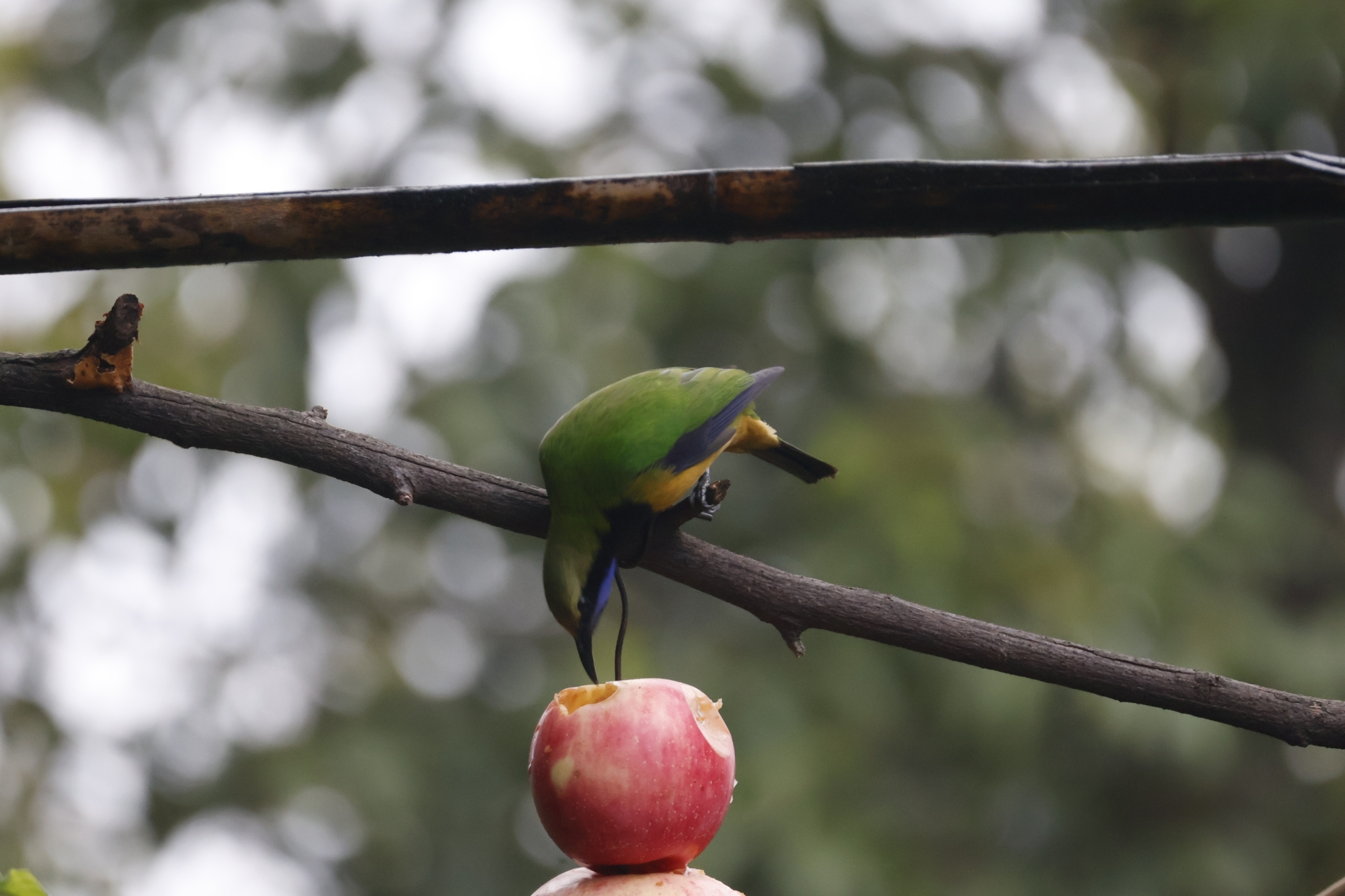Orange-bellied Leafbird