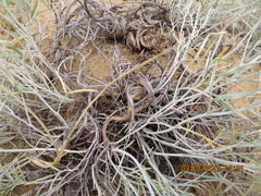 Astragalus karakugensis