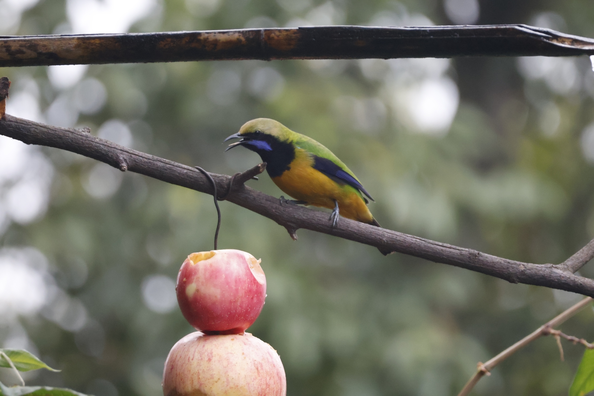 Orange-bellied Leafbird