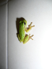 Hyla sarda