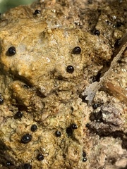 Pyrgulopsis deserta
