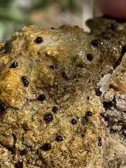 Pyrgulopsis deserta